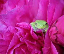 tree frog on a pink peony