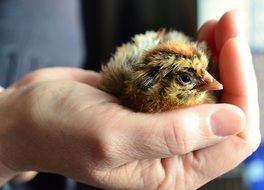 little yellow chick in man's hand