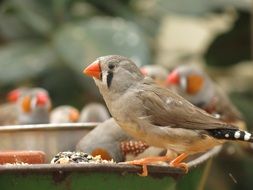 foraging songbirds