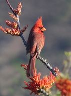 redbird- northern bird