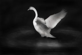 white bird in black and white background