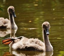 brown ducks are swimming in the lake
