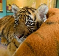 Young Baby Tiger