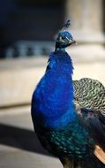 Beautiful colorful peacock