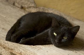 beautiful black cat close-up