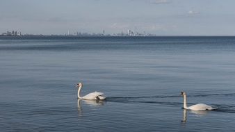 two colorful and beautiful swans on the background of the embankment of the city of Toronto