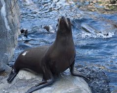 Sea Lion Ocean