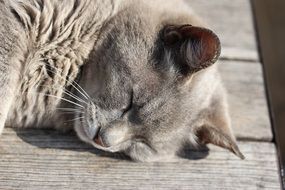 Sleeping animal