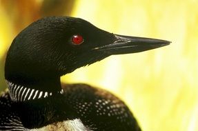 Common Loon, Bird head close up