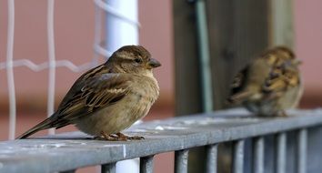 two female Sparrows on railing