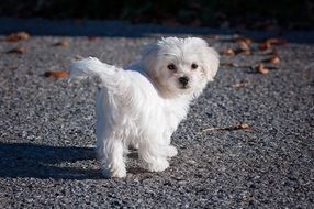 Young White Maltese Dog