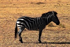 zebra in the reserve of tanzania