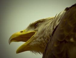 Bird of prey with open mouth