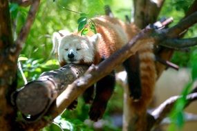 Red Panda Animal Red Panda