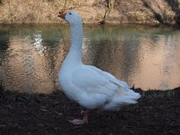 goose on the river dank