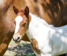 Little horse baby stands near the big horse