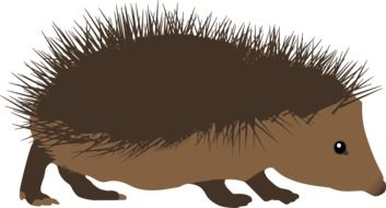 painted spiny hedgehog