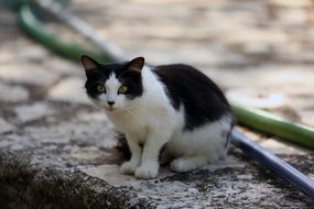 sitting black and white cat