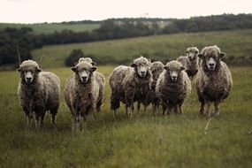 sheep Herd on meadow