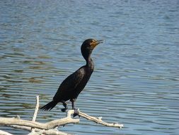 Crested Cormorant Bird