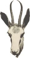 African antelope head
