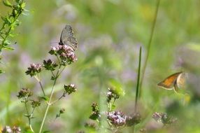 Butterfly on the Meadow