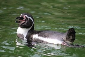 black and white penguin in the water
