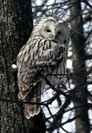 beautiful Owl in wild, russia, Kazan