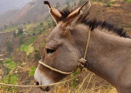 portrait of grey Donkey head on mountain Field