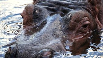 hippo in the water in the park