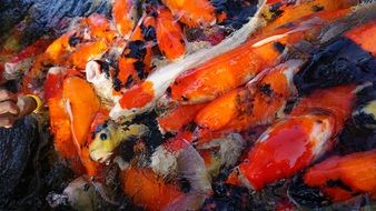 orange fish in aquarium