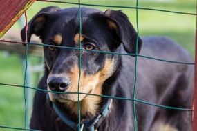 dog behind the fence close-up on blurred background