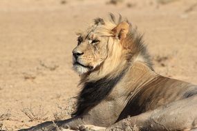 Lion is lying in Africa