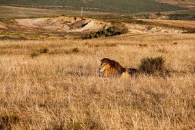 Natural Lion in Safari