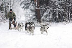 Husky Sled Dogs Adamczak foreat view