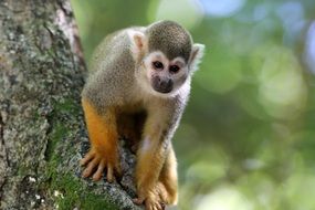 Monkey on the tree close-up on blurred background