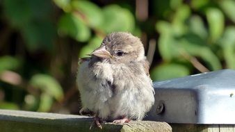 female Sparrow sitting on board outdoor