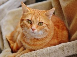portrait of the red mackerel tabby cat