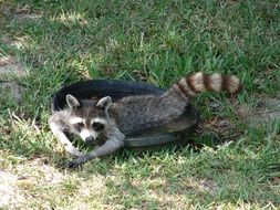 raccoon lies in a bowl of water