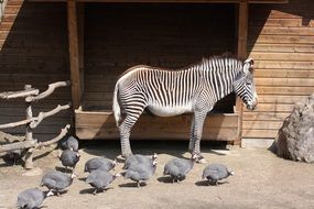 Cute zebra in the zoo