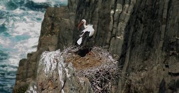 stork on a nest on a rock