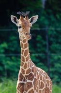 wonderful and beautiful Giraffe Baby