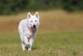 white Swiss Shepherd walking