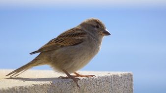 sparrow on a stone against a blue sky close-up