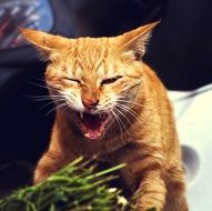 angry cat near the grass