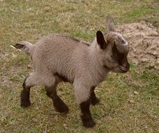 brown Small Kid goat on lawn