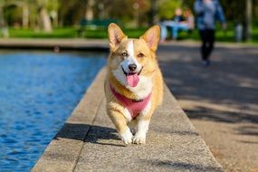 Corgi dog in the park