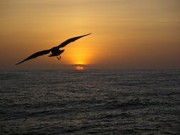 Silhouette of Flying Seagull at sunset Sky