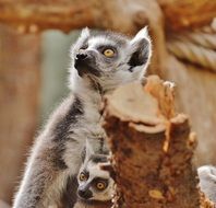 Ape Lemur with baby ape