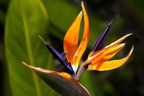 filigree bird of paradise flower